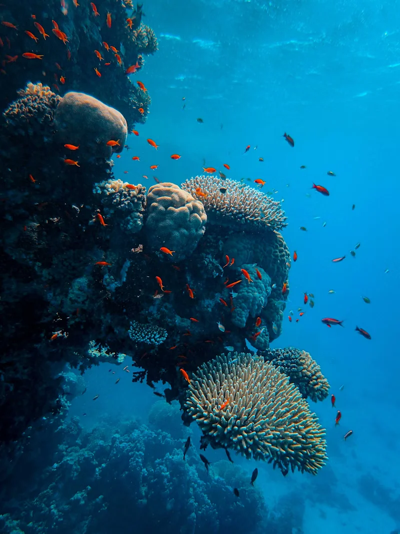 Coral Awareness
